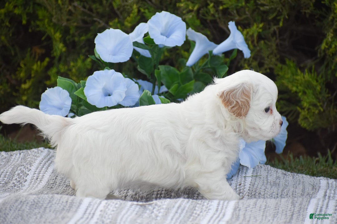 Cavapoo dogs for sale: Mariah - Image 6