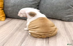 Beabull dogs for sale: Sarge - Image 2