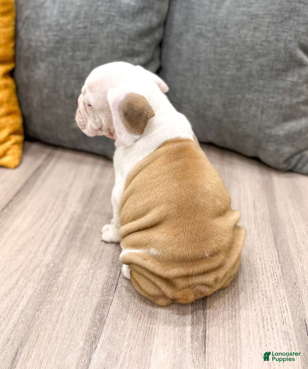 Beabull dogs for sale: Sarge - Image 2
