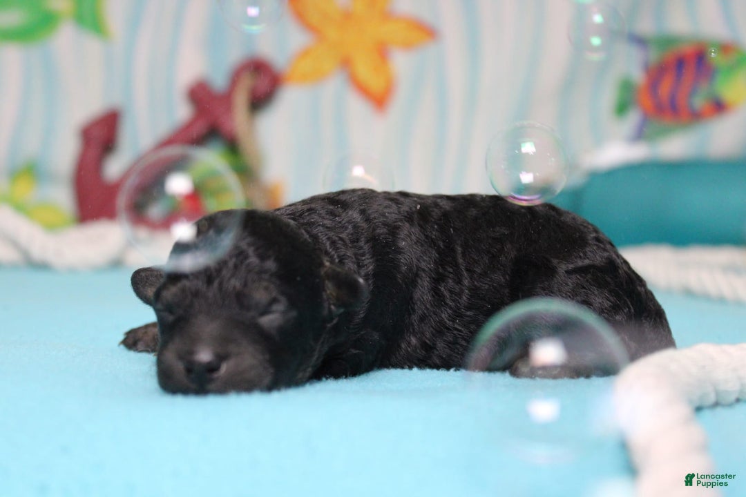 Toy Poodle dogs for sale: Jimmy - Image 4