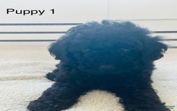 Toy Poodle dogs for sale: Tom - Image 3