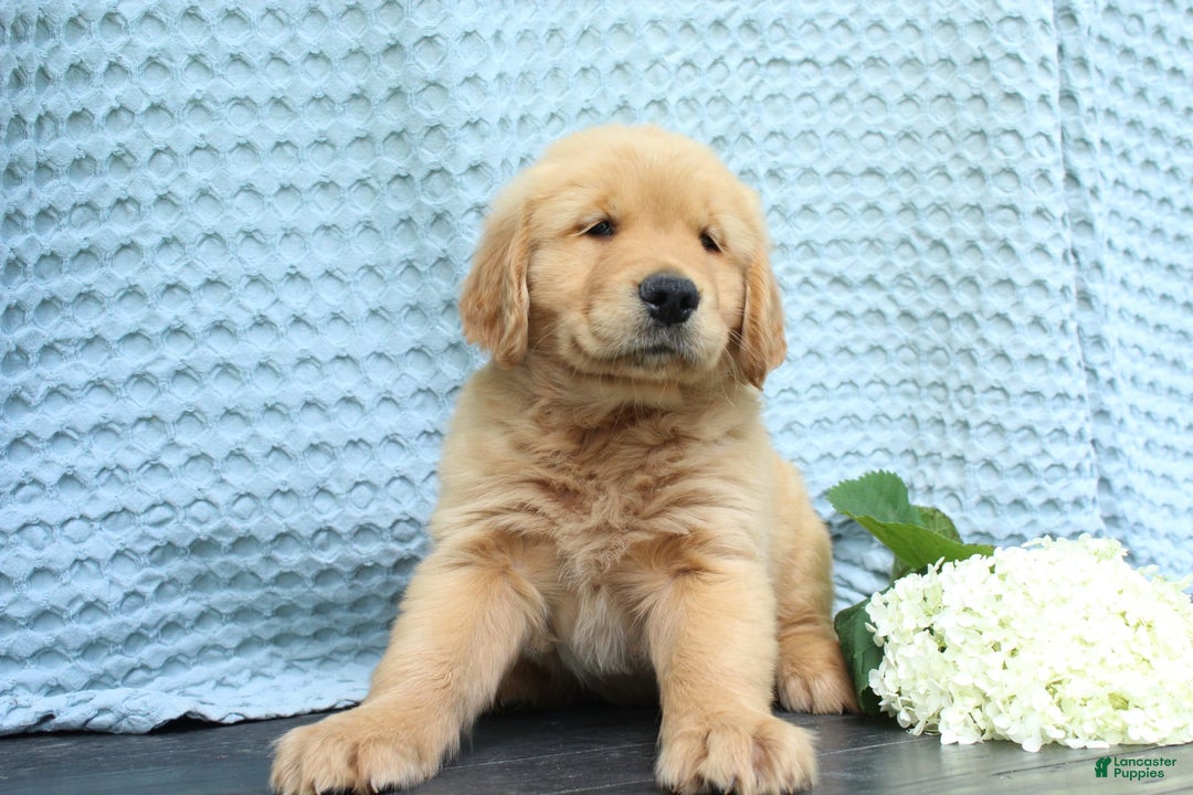 Golden Retriever dogs for sale: Trouble - Image 5