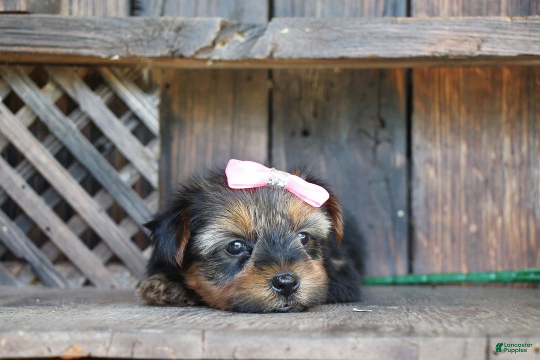 Yorkshire Terrier dogs for sale: Yorkshire Terrier 4 puppies - Image 7