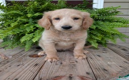 Goldendoodle dogs for sale: Bella - Image 10