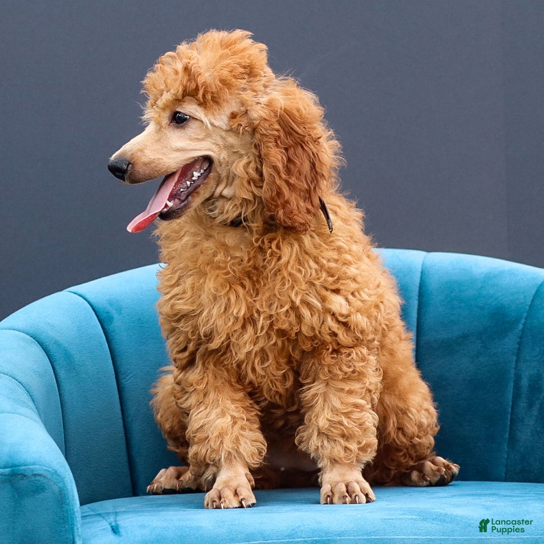 Miniature Poodle dogs for sale: Colette - Image 4