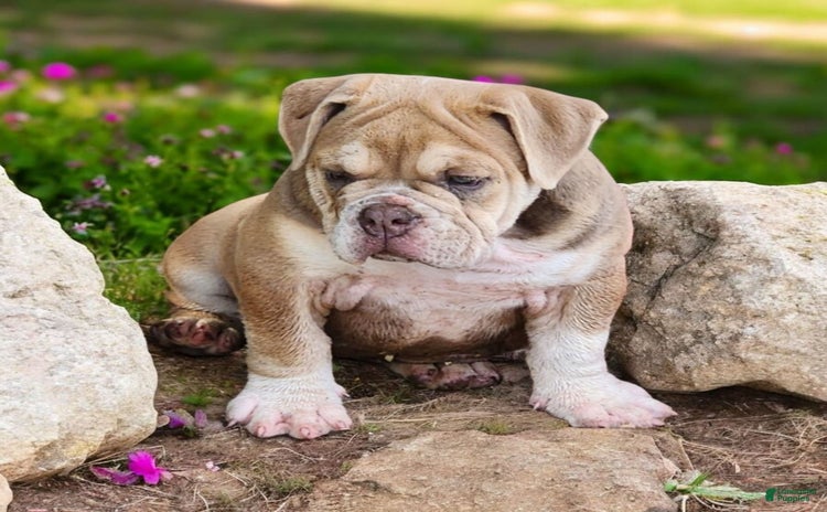 English Bulldog dogs for sale - Ad 4