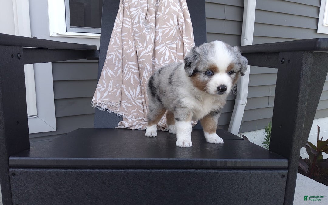Miniature Australian Shepherd dogs for sale: Chase - Image 5