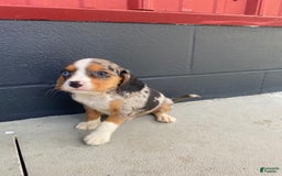 Beaglier dogs for sale: Anthony - Image 3