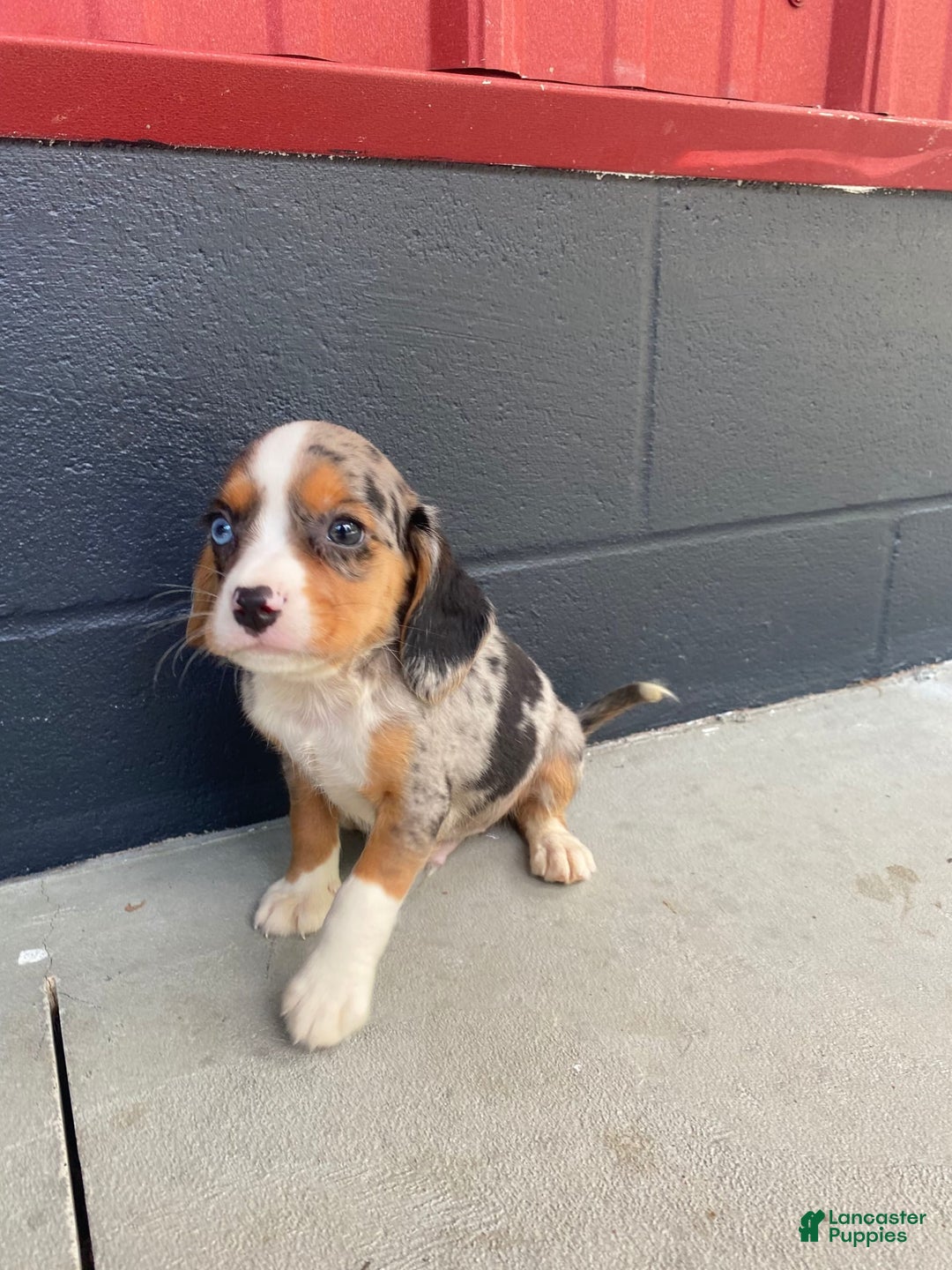 Beaglier dogs for sale: Anthony - Image 3