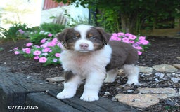 Australian Shepherd dogs for sale: Bruno - Image 4