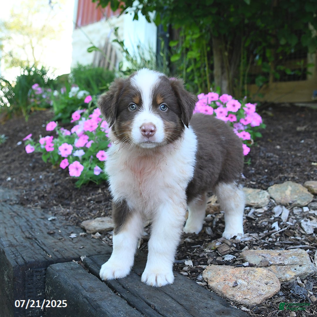 Australian Shepherd dogs for sale: Bruno - Image 4