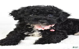 Miniature Poodle dogs for sale: Leah - Image 8