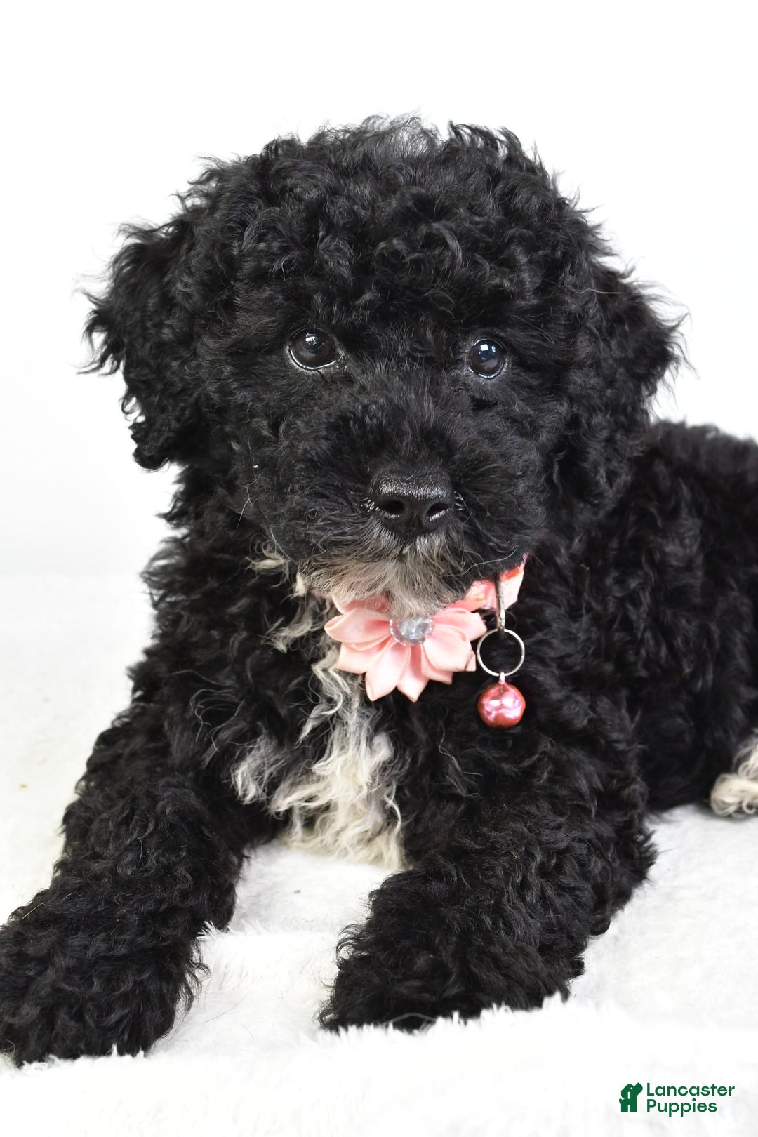 Miniature Poodle dogs for sale: Leah - Image 8