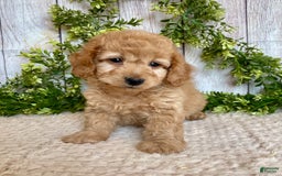 Doxiepoo dogs for sale: Davy - Image 1