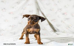 Miniature Pinscher dogs for sale: Chief - Image 4