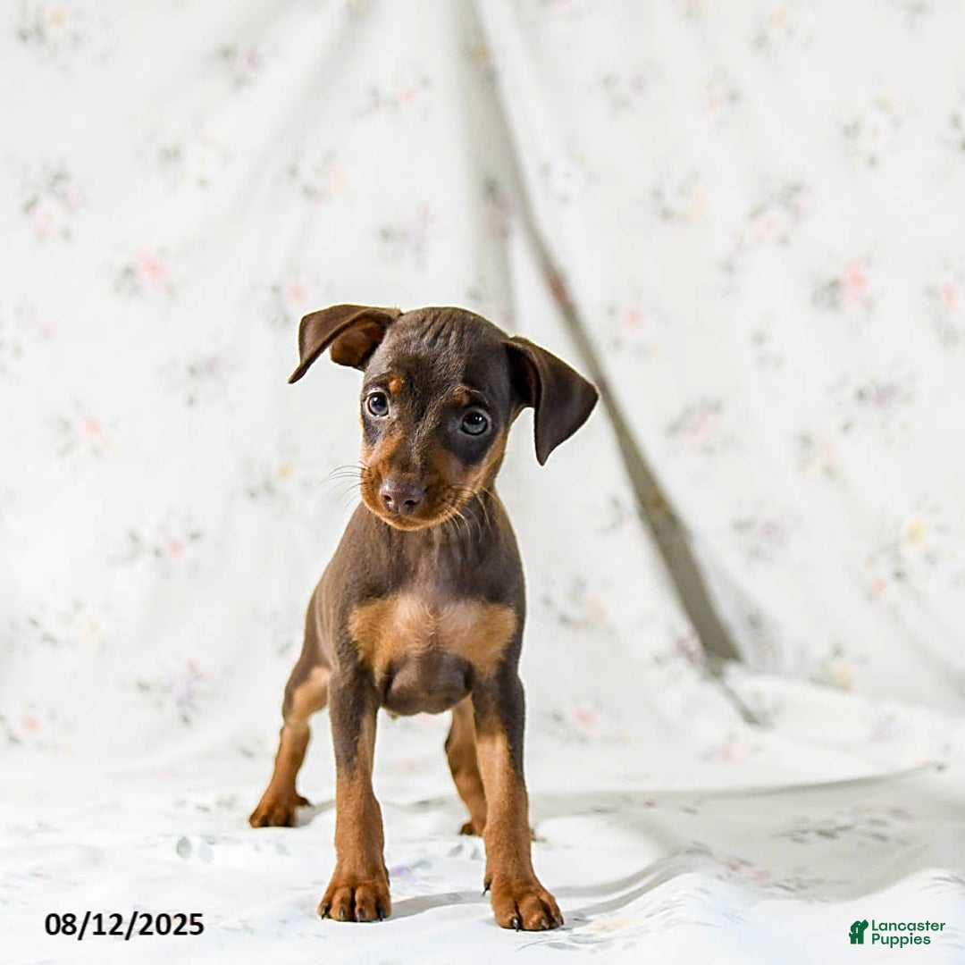 Miniature Pinscher dogs for sale: Chief - Image 4