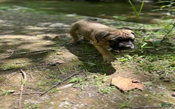 Cane Corso dogs for sale: Mandisa - Image 10