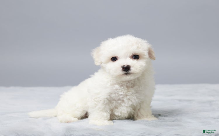 Bichon Frise dogs - Advert 35