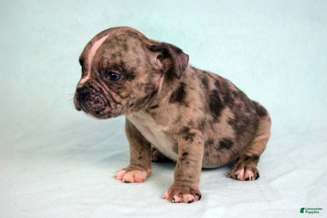 American Bully dogs for sale: Black Brindle Merle Male - Image 4