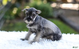 Miniature Schnauzer dogs for sale: Angel - Image 6