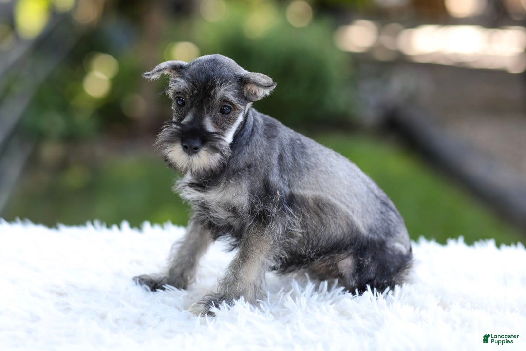 Miniature Schnauzer dogs for sale: Angel - Image 6