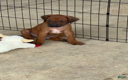 Rhodesian Ridgeback dogs for sale: Captain - Image 2