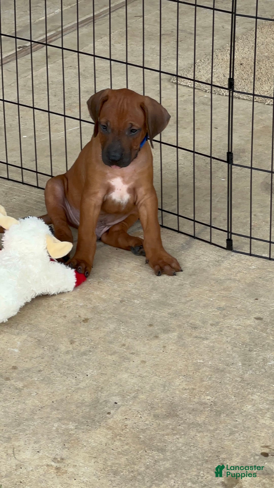 Rhodesian Ridgeback dogs for sale: Captain - Image 2