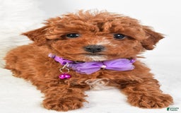 Cavapoo dogs for sale: Glory - Image 5