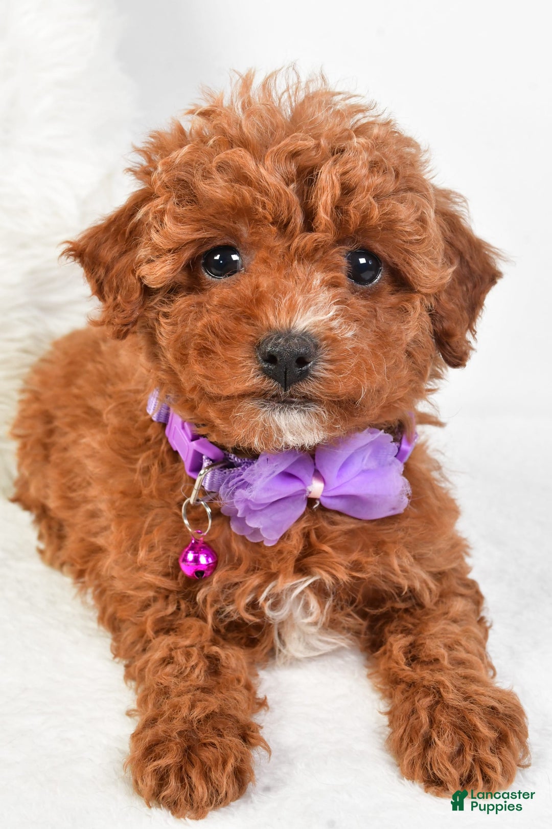 Cavapoo dogs for sale: Glory - Image 5