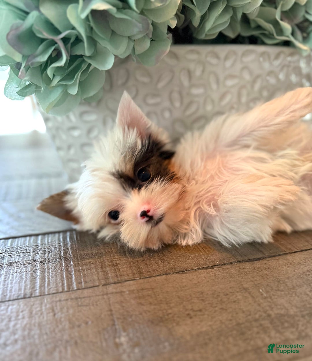 Yorkshire Terrier dogs for sale: Daniel - Image 22