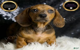 Miniature Dachshund dogs for sale: Slinkey - Image 1