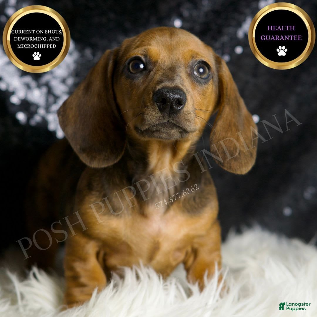 Miniature Dachshund dogs for sale: Slinkey - Image 1