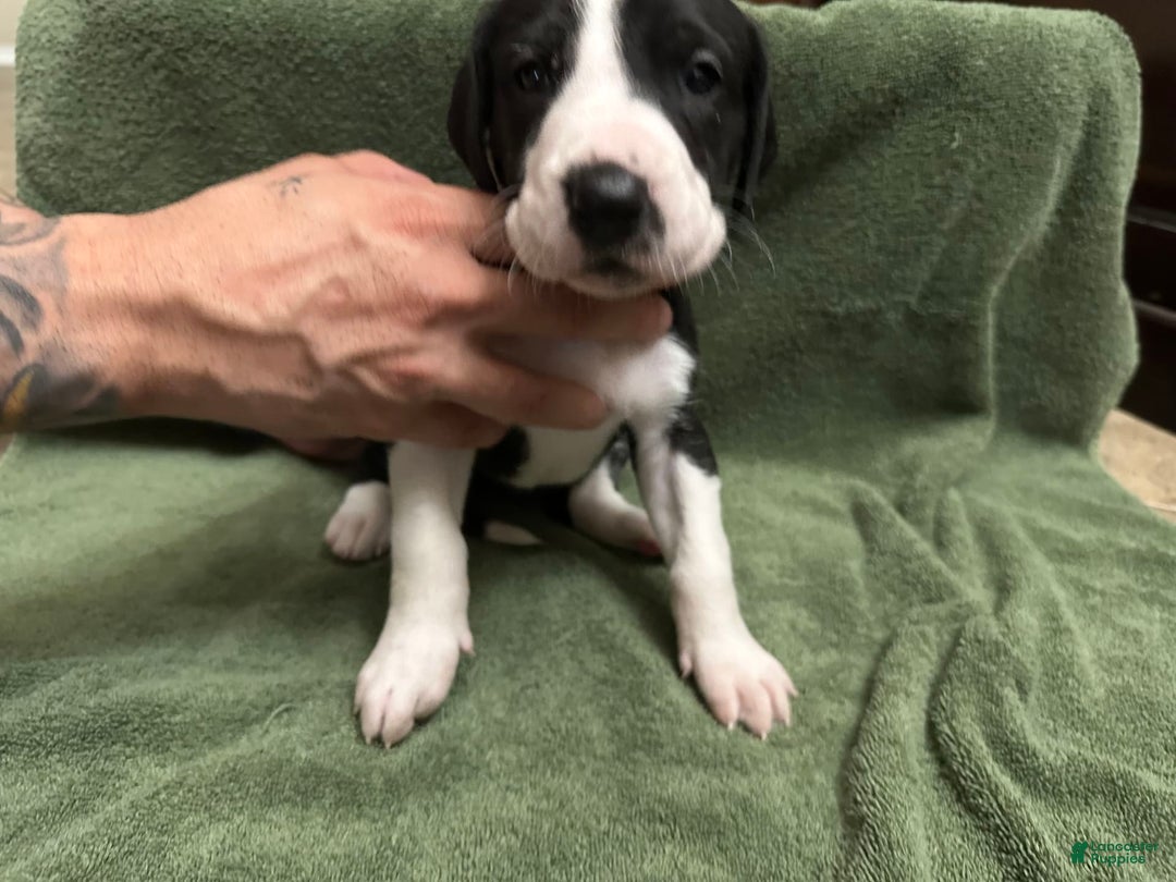 Great Dane dogs for sale: Red Girl - Image 1