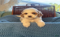 Maltipoo dogs for sale: Biscuit - Image 3