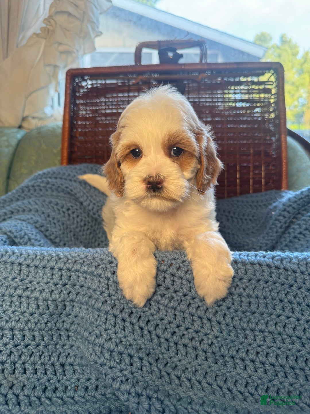Maltipoo dogs for sale: Biscuit - Image 3