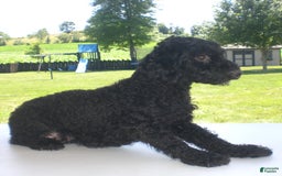 Yorkiepoo dogs for sale: Mack - Image 25