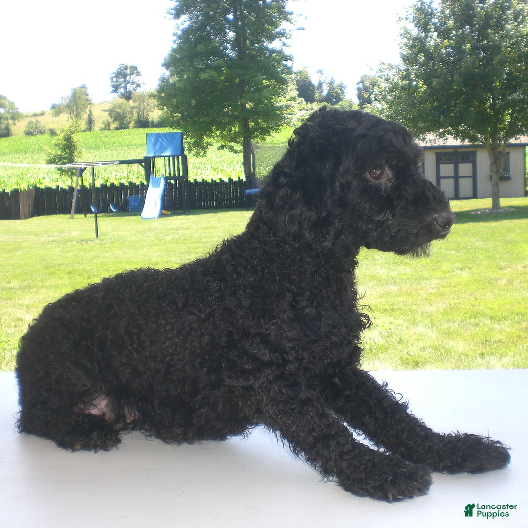 Yorkiepoo dogs for sale: Mack - Image 25