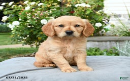 Miniature Golden Retriever dogs for sale: Scout - Image 3