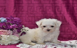 Maltese dogs for sale: Jesse - Image 5