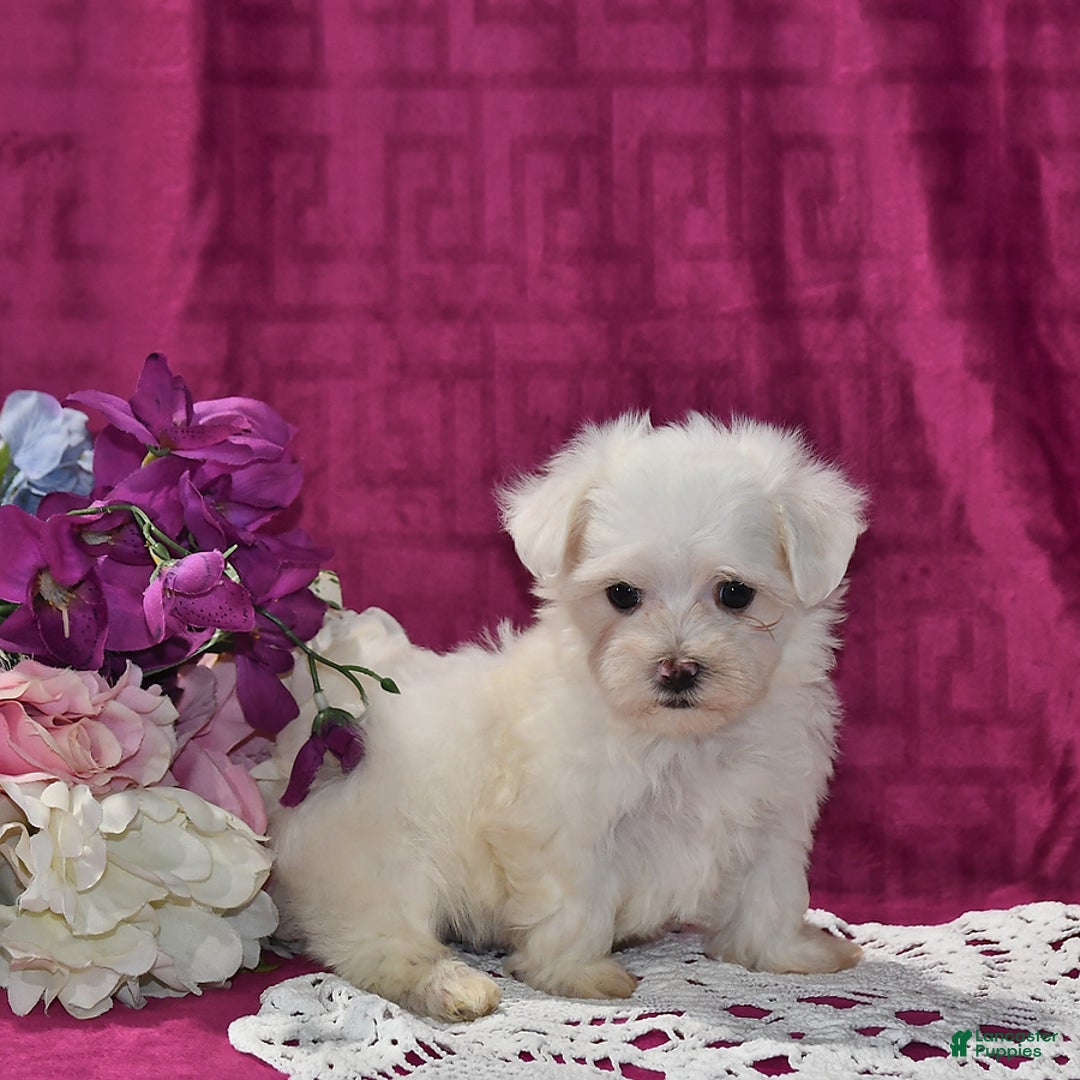 Maltese dogs for sale: Jesse - Image 5
