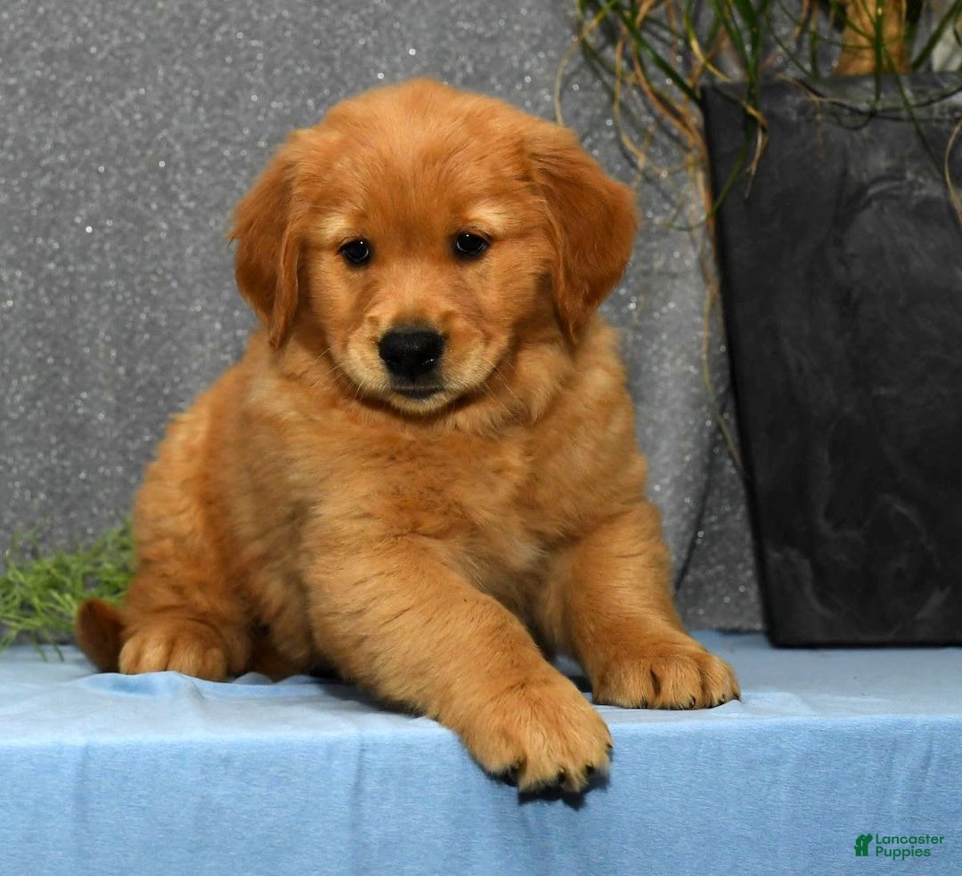 Golden Retriever dogs for sale: Marla - Image 5