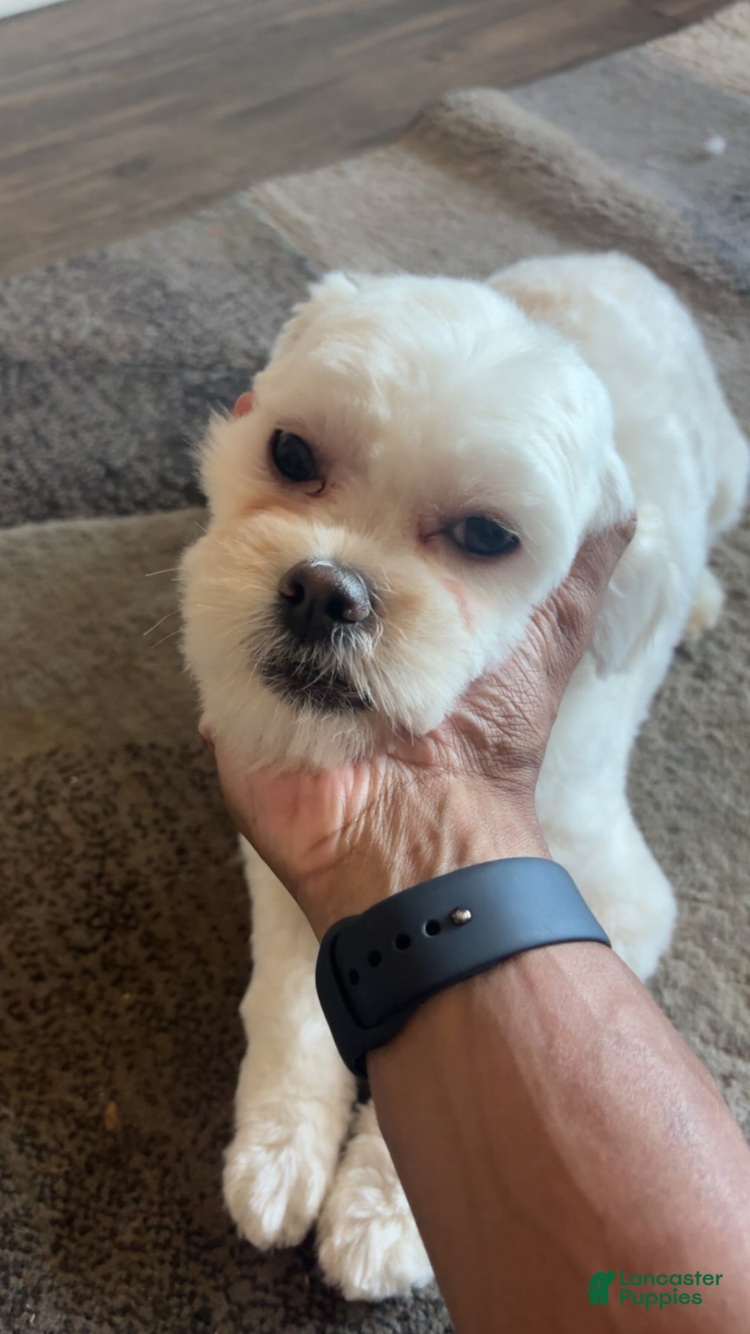 Maltipoo dogs for sale: Ghost - Image 8