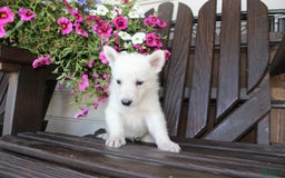German Shepherd dogs for sale: Joey - Image 3