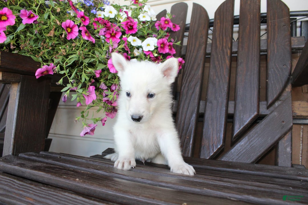 German Shepherd dogs for sale: Joey - Image 3