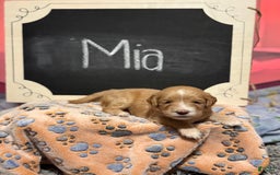 Goldendoodle dogs for sale: Mia - Image 1