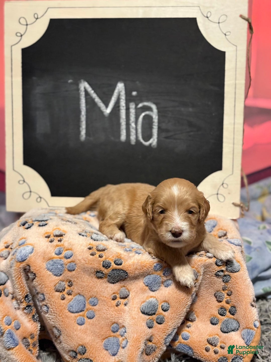 Goldendoodle dogs for sale: Mia - Image 1