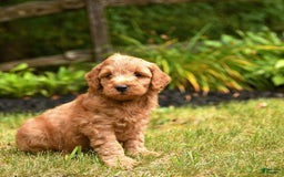 Mini Goldendoodle dogs for sale: Rocky - Image 3