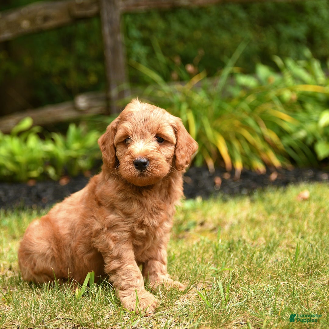 Mini Goldendoodle dogs for sale: Rocky - Image 3