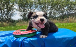 Olde English Bulldogge dogs for sale: Jp - Image 14