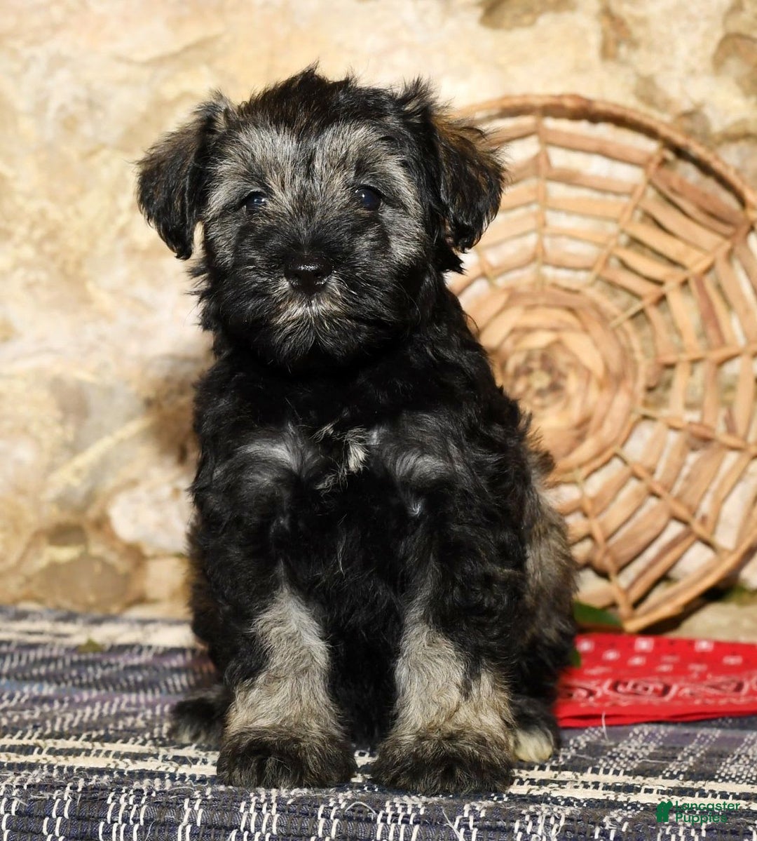 Miniature Schnauzer dogs for sale: Misty - Image 7